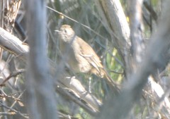 Drymodes brunneopygia