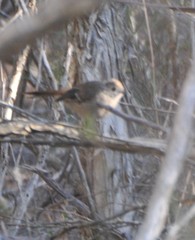 Drymodes brunneopygia