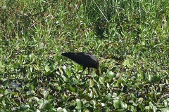 Plegadis falcinellus