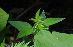 Urtica dioica
