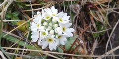 Primula magellanica