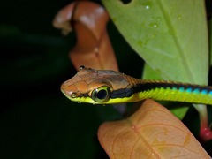 Dendrelaphis cyanochloris