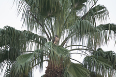 Buteo jamaicensis