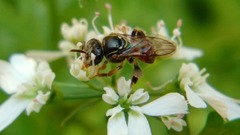 Plebeia droryana