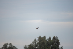 Accipiter cooperii