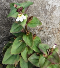 Vandellia diffusa