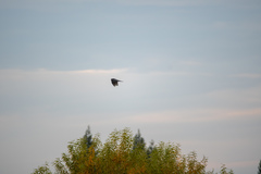 Accipiter cooperii