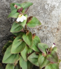 Vandellia diffusa