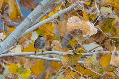 Setophaga coronata