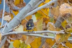 Setophaga coronata