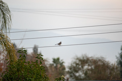 Mimus polyglottos