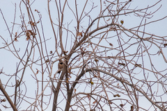 Colaptes auratus