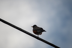 Turdus migratorius