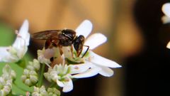 Plebeia droryana