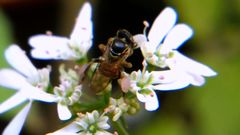 Plebeia droryana