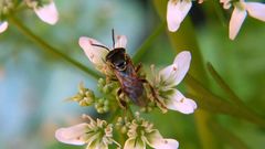 Plebeia droryana