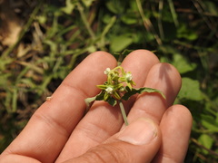 Araujia brachystephana