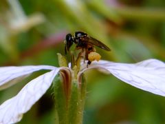 Plebeia droryana