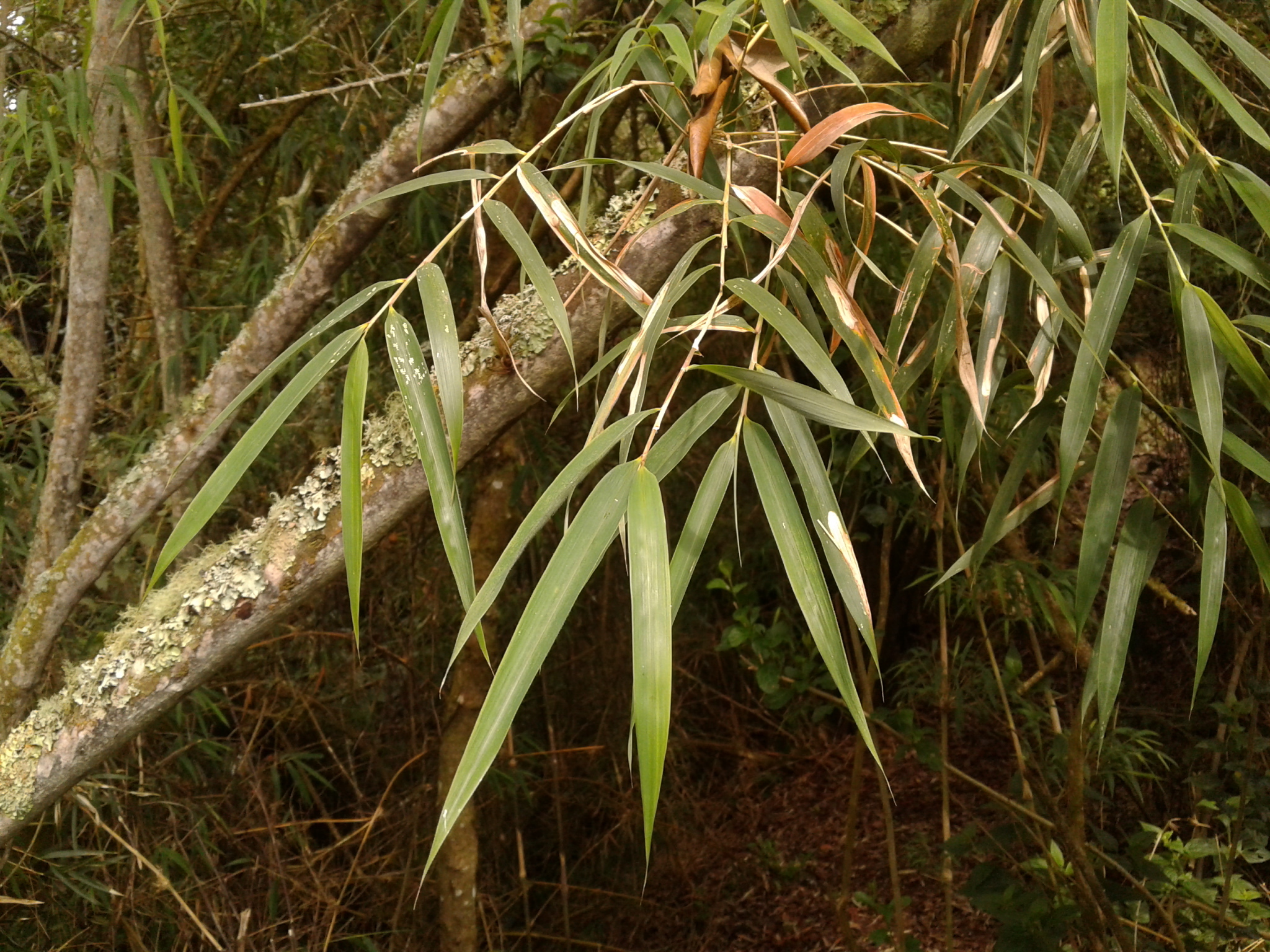 Chusquea scandens
