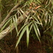 Andean Bamboo - Photo (c) Mateo Hernandez Schmidt, some rights reserved (CC BY-NC-SA), uploaded by Mateo Hernandez Schmidt