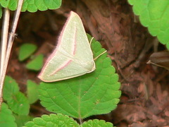 Chlorerythra rubriplaga