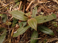 Miconia cataractae