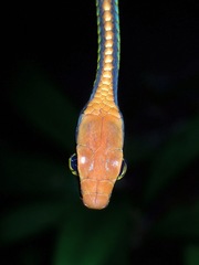 Dendrelaphis cyanochloris