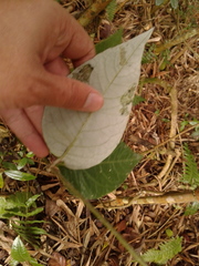 Oligactis sessiliflora