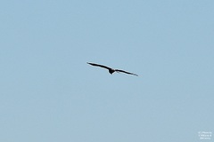 Rostrhamus sociabilis plumbeus