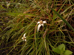 Rhynchospora blepharophora