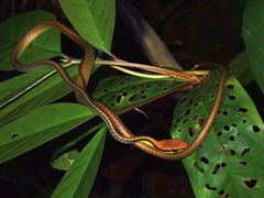 Dendrelaphis cyanochloris