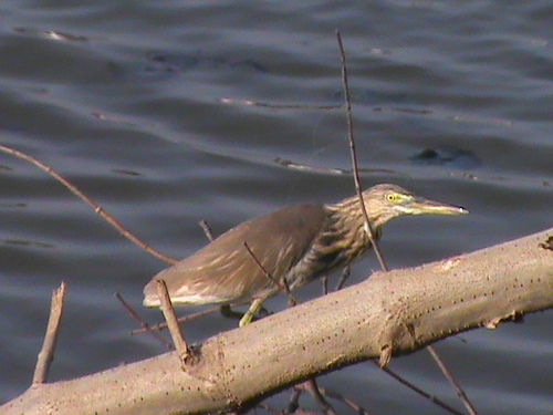 Indian Pond Heron (Ardeola grayii), photo 10