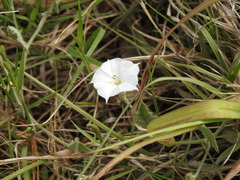 Convolvulus hermanniae