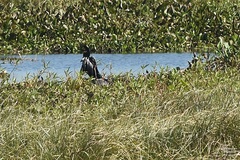 Anhinga anhinga