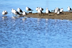 Leucophaeus atricilla megalopterus