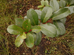 Symplocos theiformis