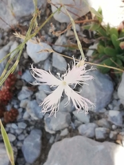 Dianthus crinitus