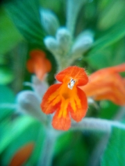 Colquhounia coccinea