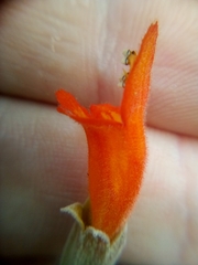 Colquhounia coccinea