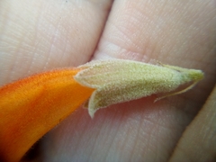 Colquhounia coccinea