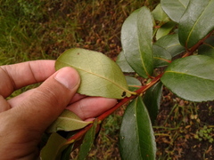 Symplocos theiformis