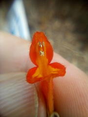 Colquhounia coccinea