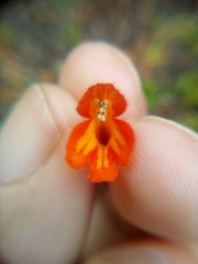 Colquhounia coccinea