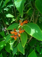 Colquhounia coccinea