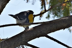 Setophaga dominica image