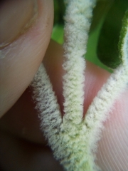 Colquhounia coccinea