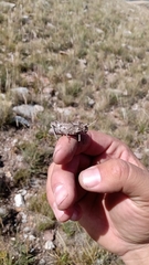 Spathalium audouinii