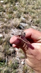 Spathalium audouinii