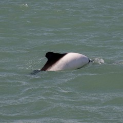 Cephalorhynchus commersonii