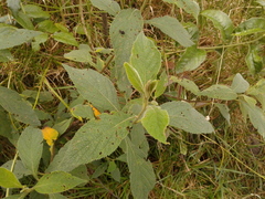 Varronia cylindrostachya